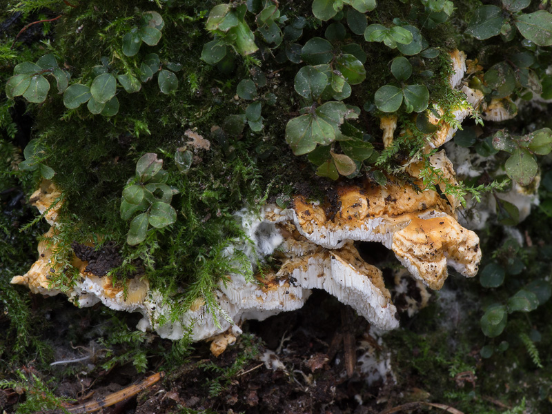 Loweomyces wynneae